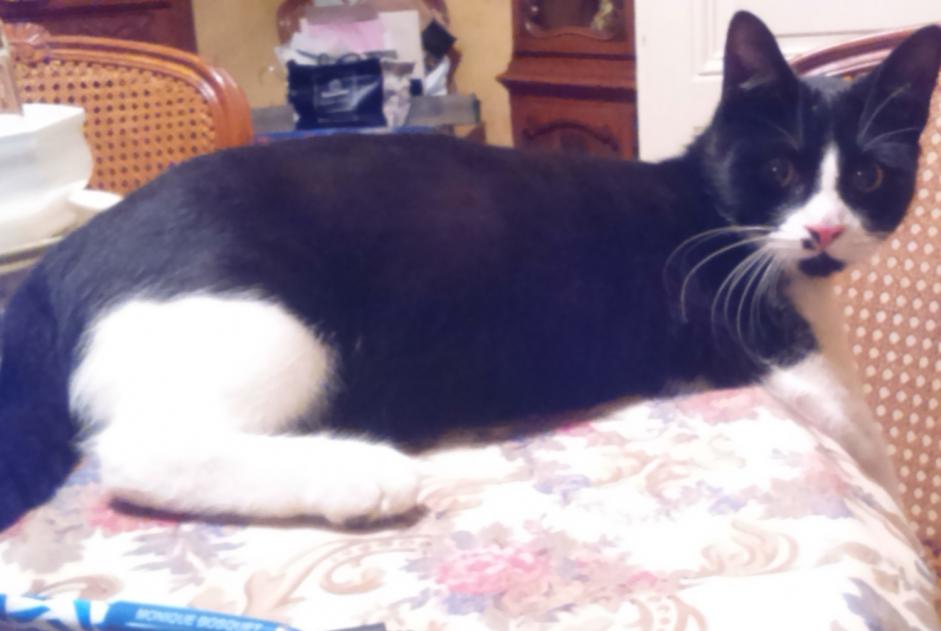 Vermisstmeldung Katze Männliche , 7 jahre Évreux Frankreich