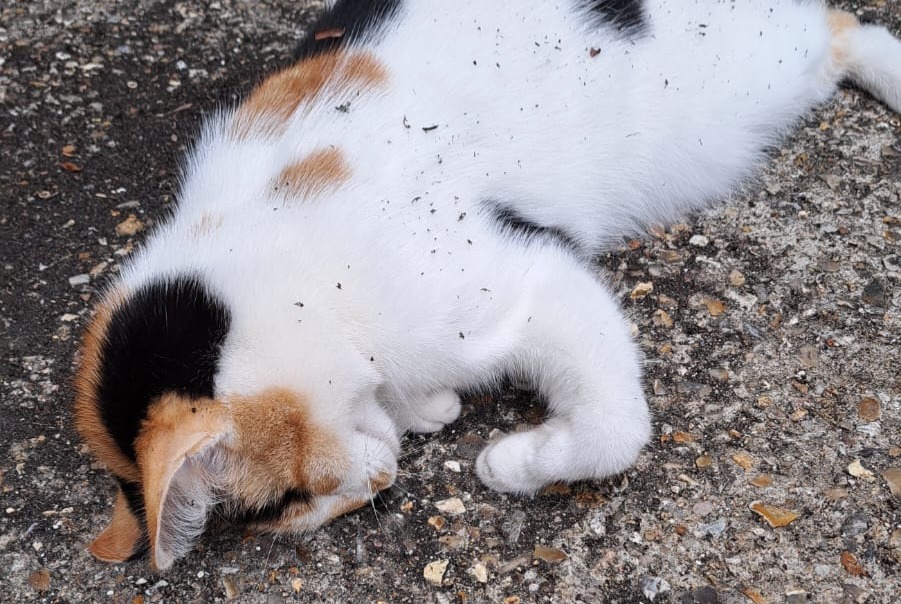 Alerte Découverte Chat Inconnu Pont-de-l'Arche France Alerte Découverte Chat Inconnu Pont-de-l'Arche France