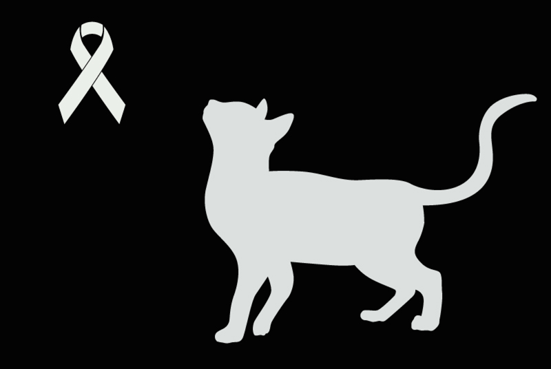 Alerte Découverte Chat Inconnu Pont-de-l'Arche France